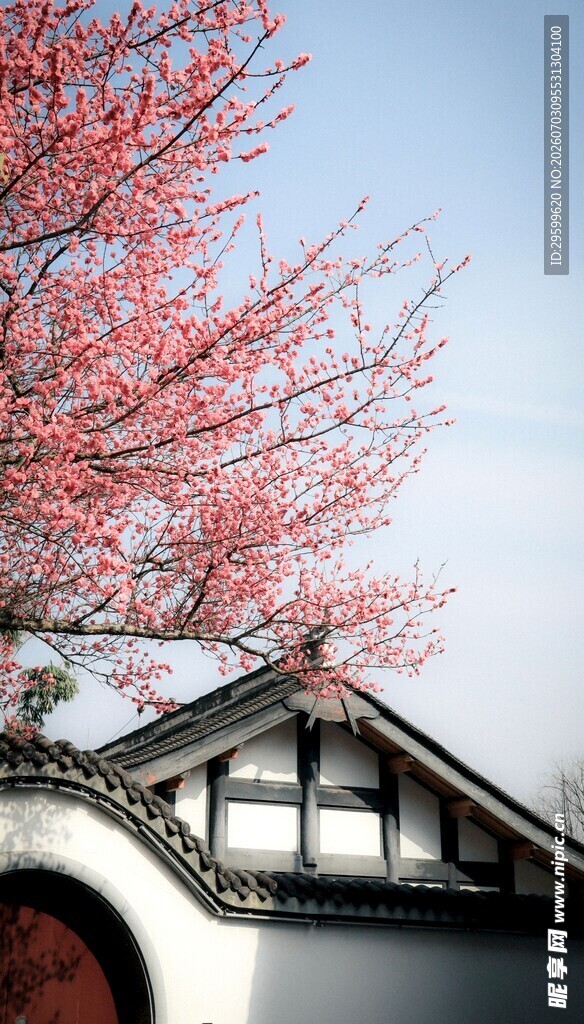 中式建筑旁的烂漫樱花