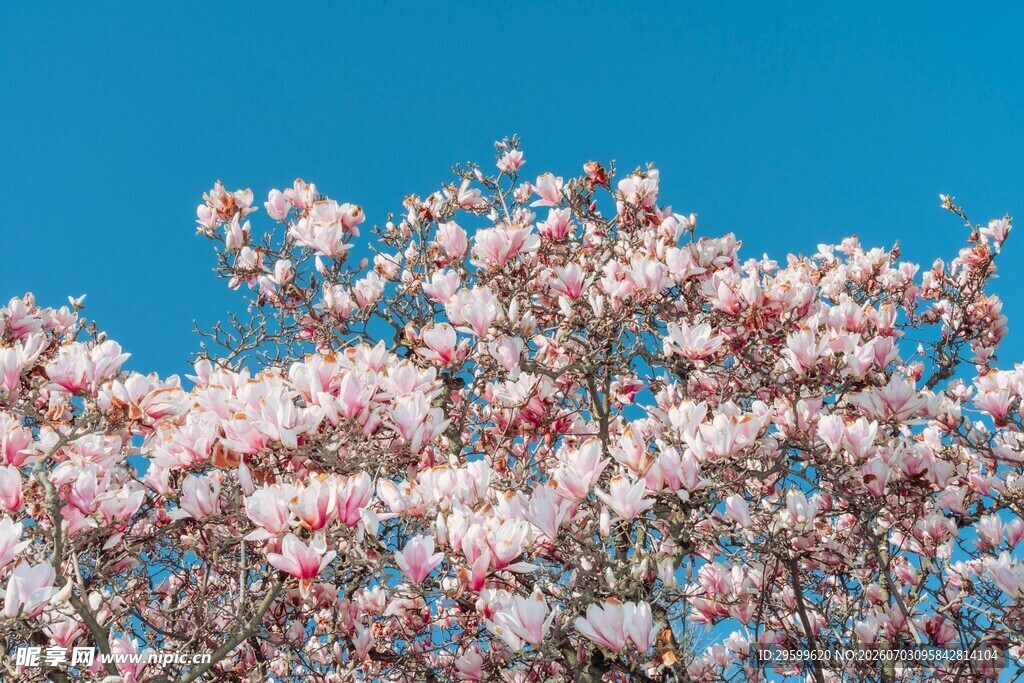 蓝天映衬下的烂漫繁花