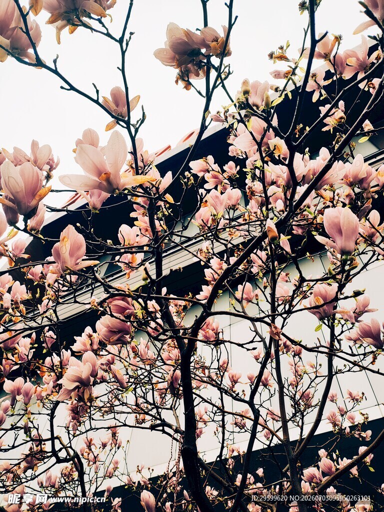 玉兰花绽放于古朴建筑旁