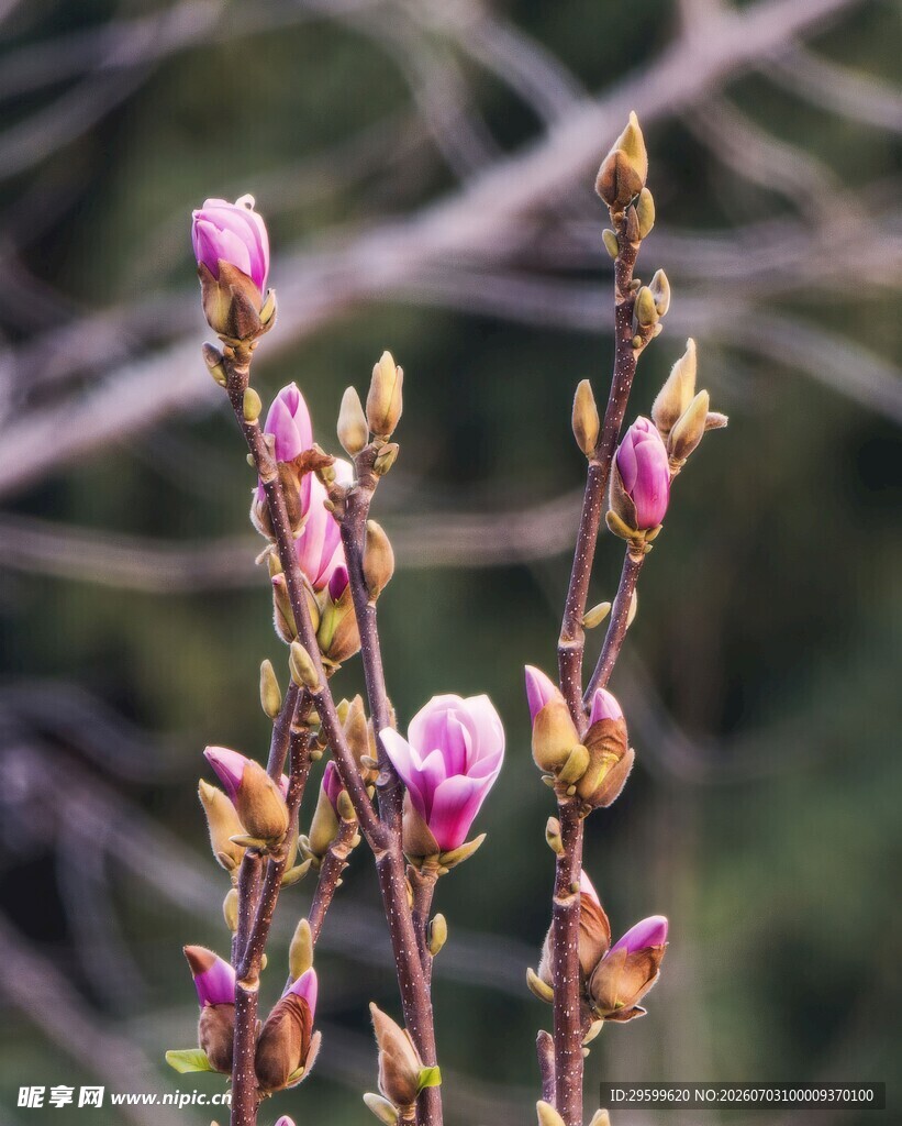 绽放的紫玉兰花枝