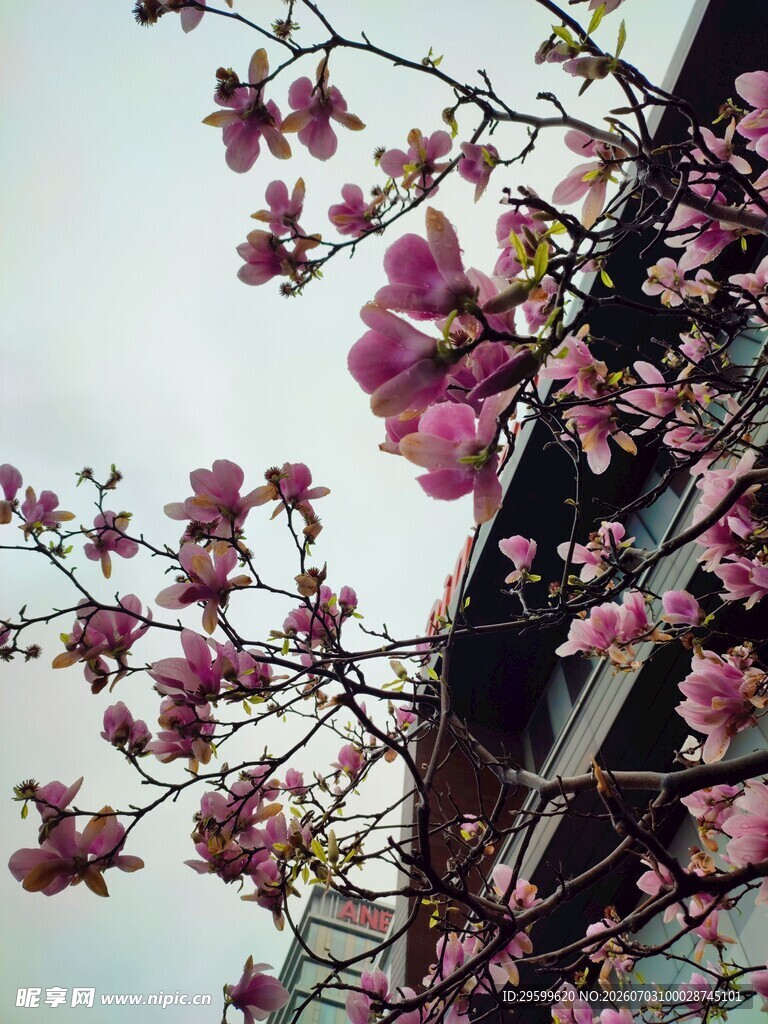 枝头绽放的粉嫩花朵