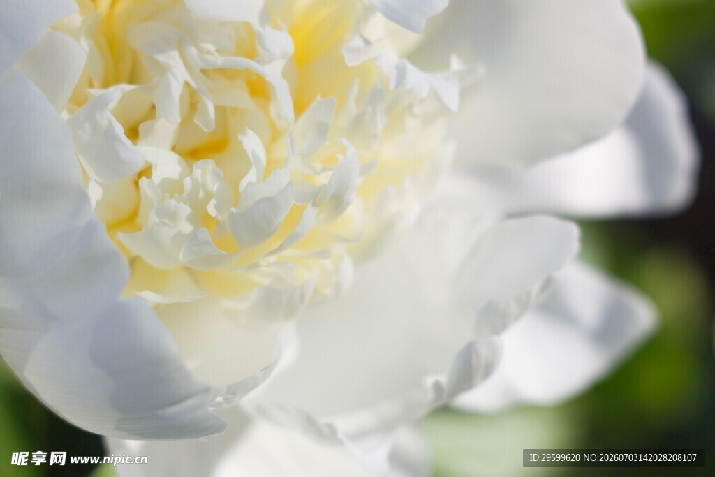 白色芍药特写