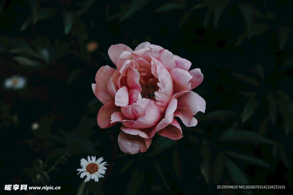 娇艳粉牡丹与小白花相伴