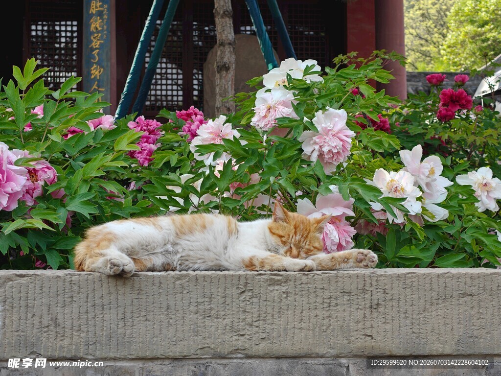 花丛中酣睡的可爱猫咪