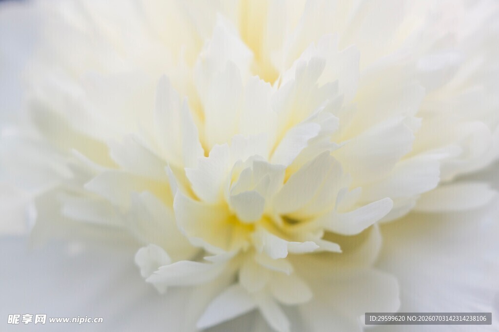 白色芍药特写