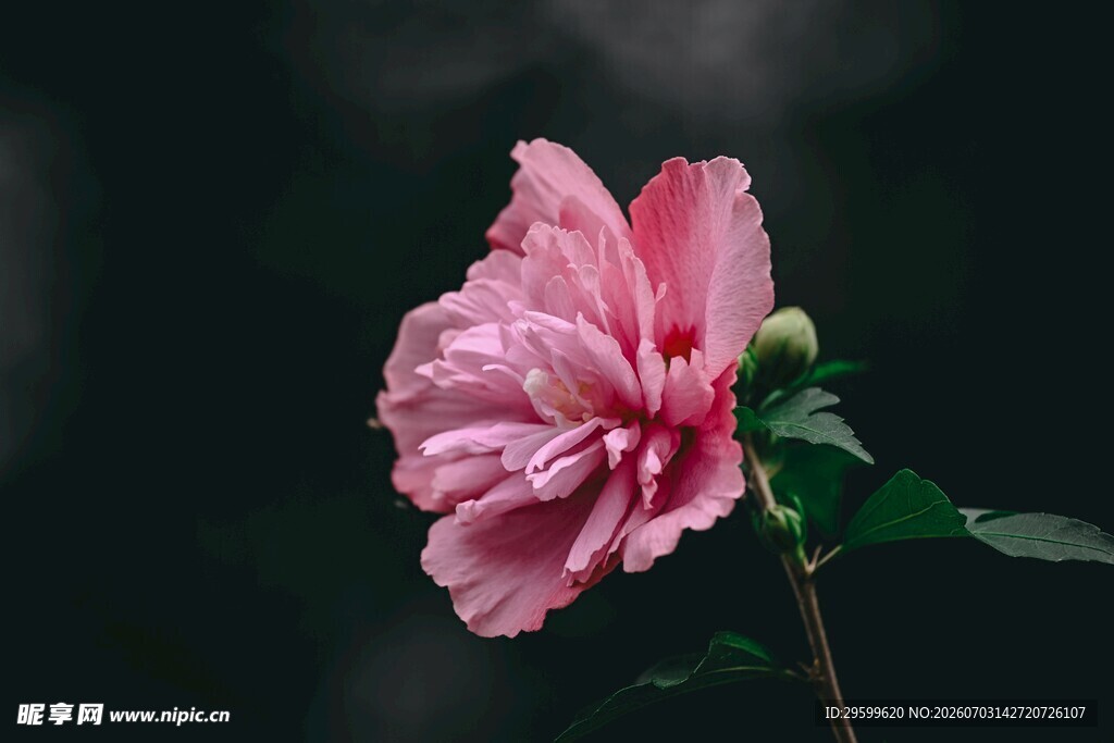 娇艳粉色木槿花特写