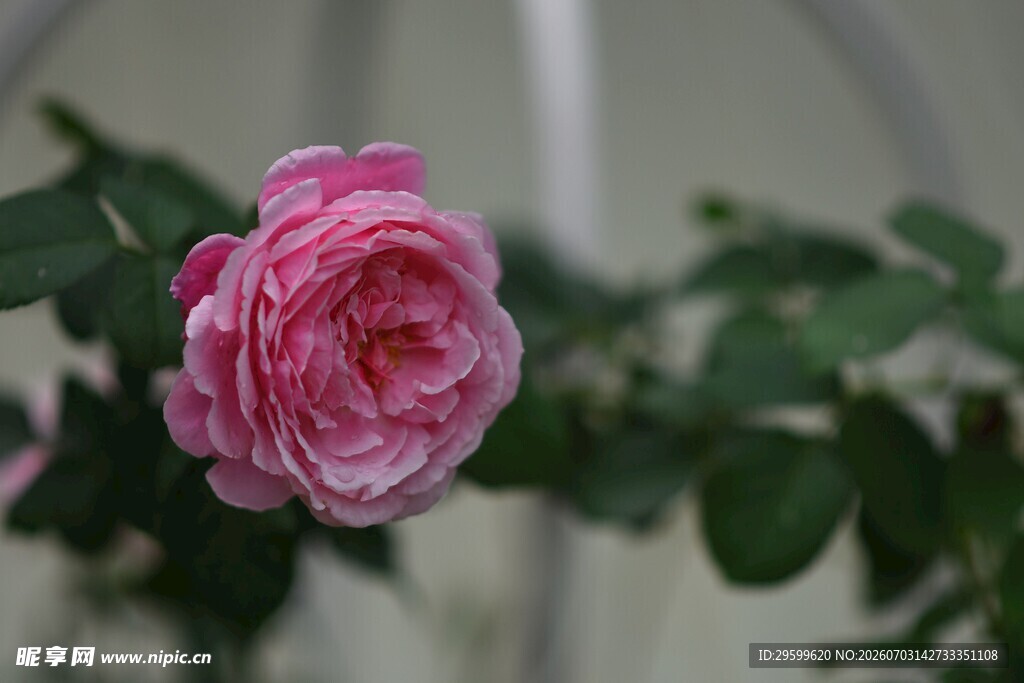 娇艳粉色月季花特写