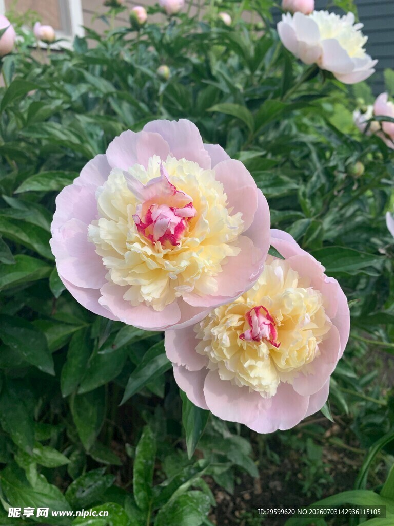 娇艳盛开的双色牡丹花