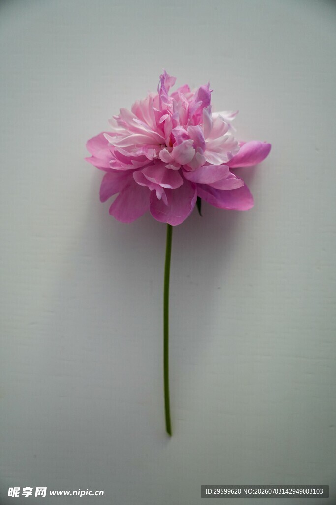单枝粉色芍药花特写