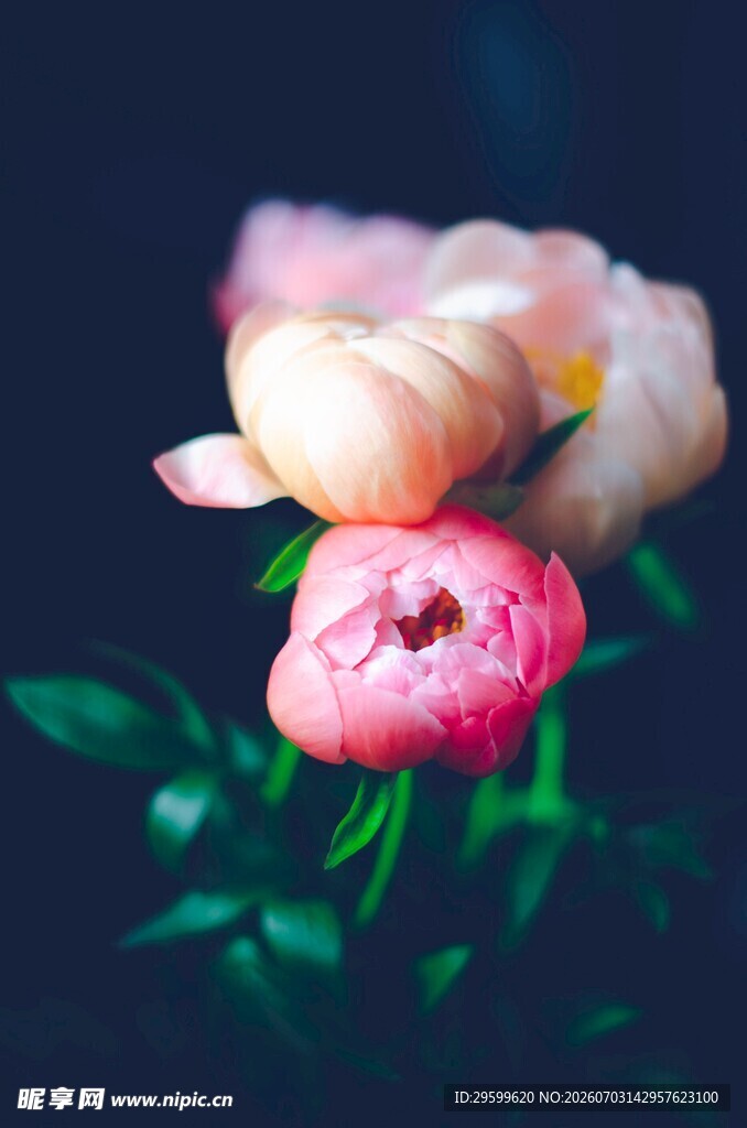 娇艳双色芍药花绽放