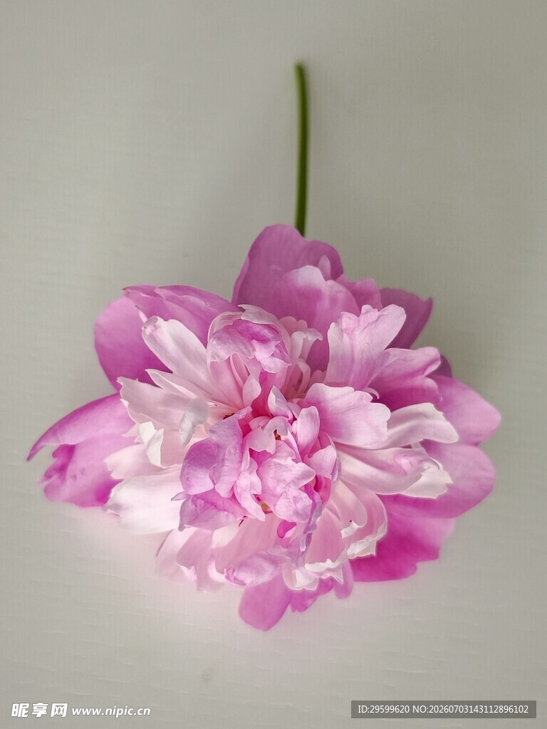 娇艳粉色牡丹花特写