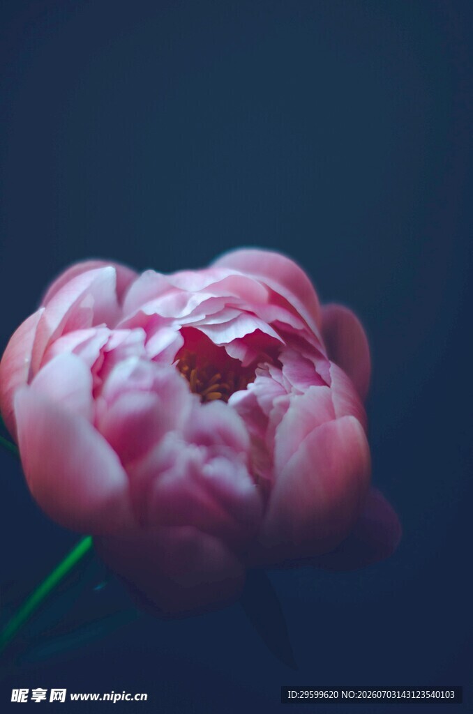 娇艳盛开的粉色牡丹花