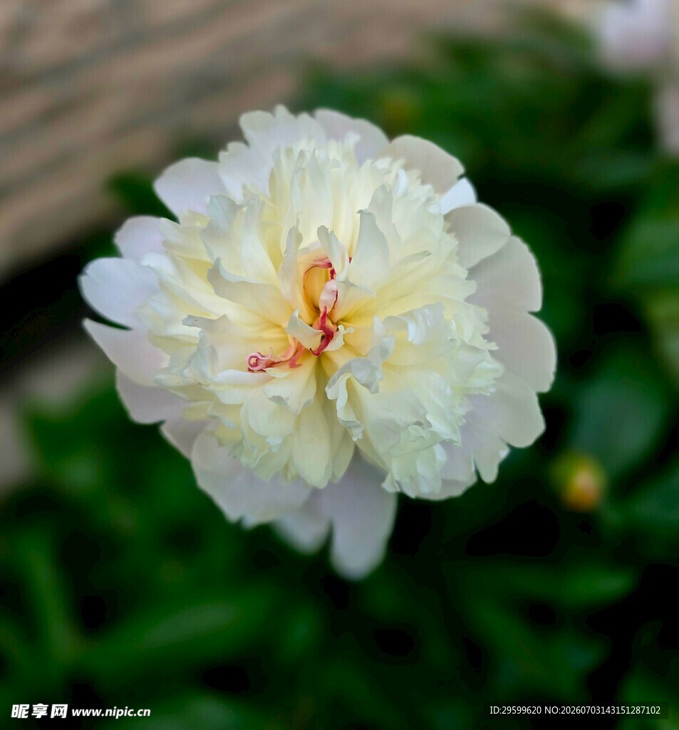 白色芍药花特写