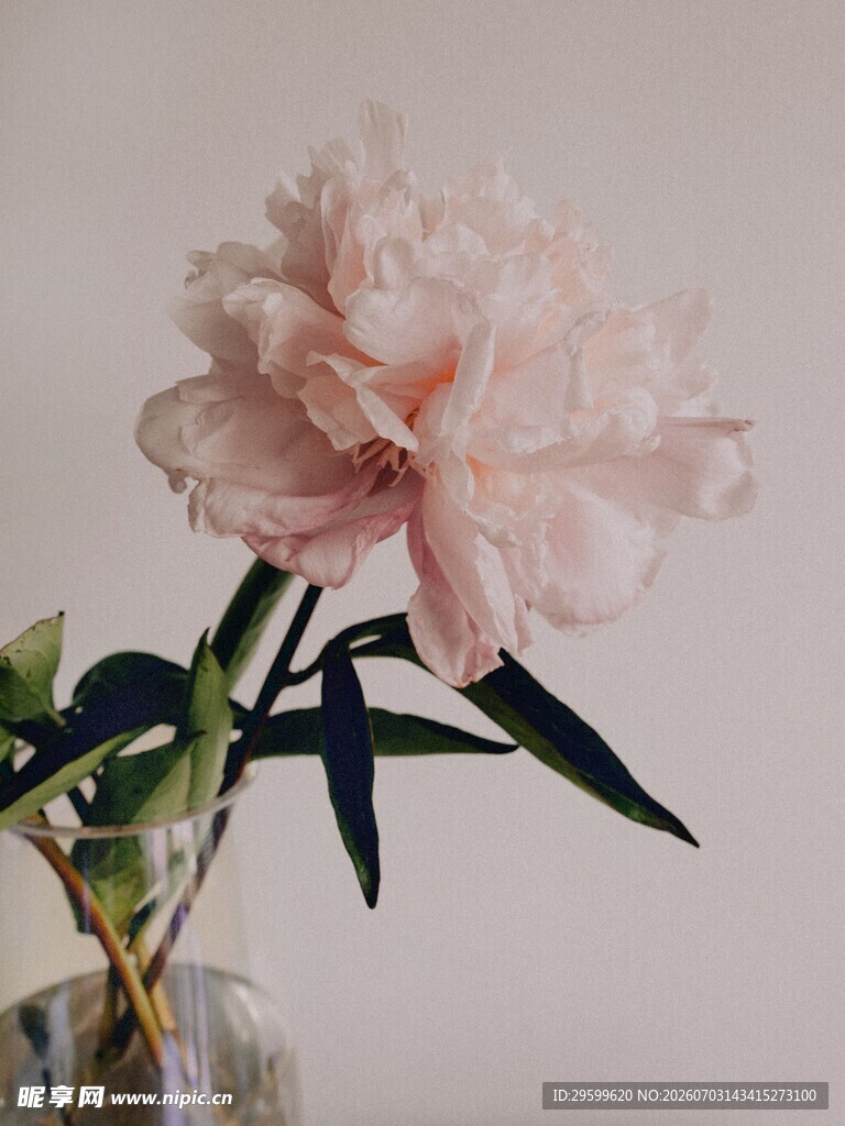粉色芍药插于透明花瓶中