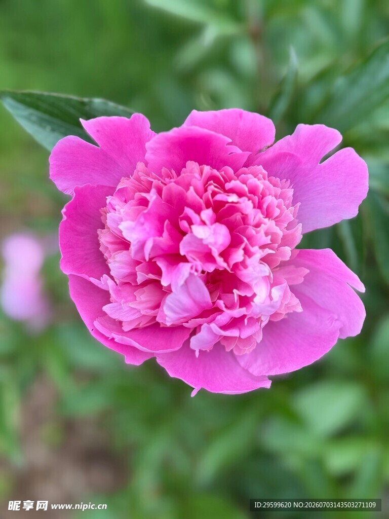 娇艳粉色牡丹花特写