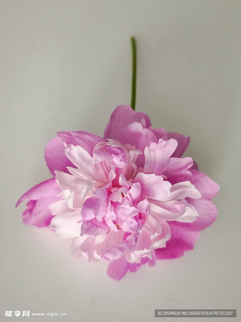 娇艳粉色牡丹花特写