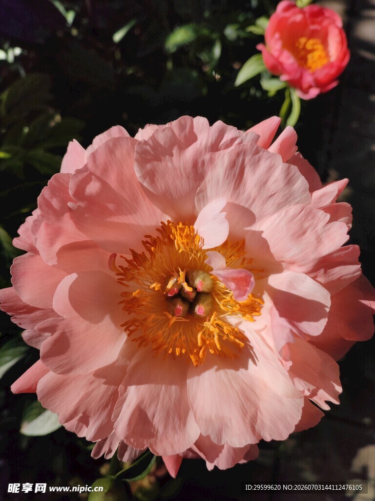 娇艳粉色牡丹花特写