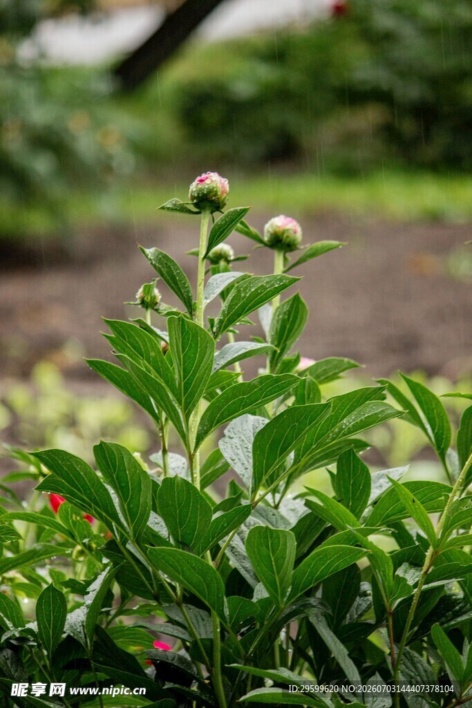 绿叶间的清新花卉植株