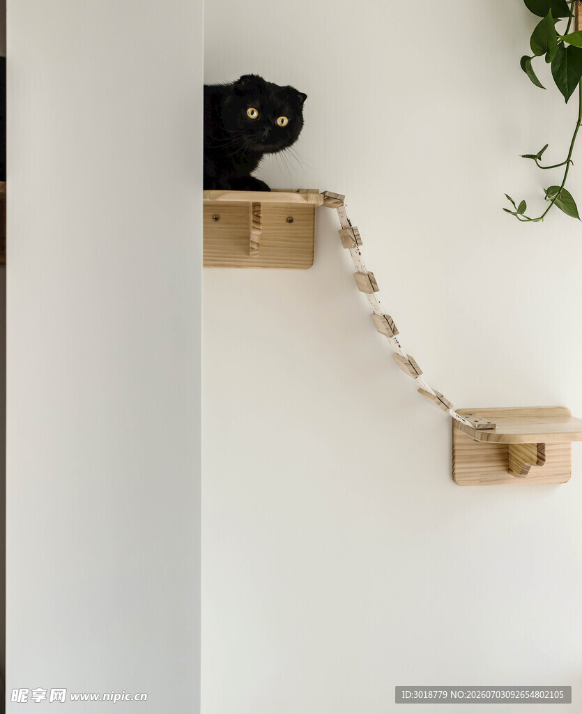 黑猫在墙上木质猫道休憩
