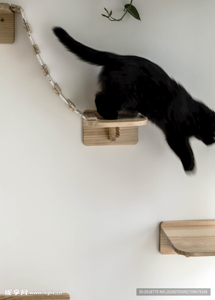 黑猫在墙上木质踏板上行走