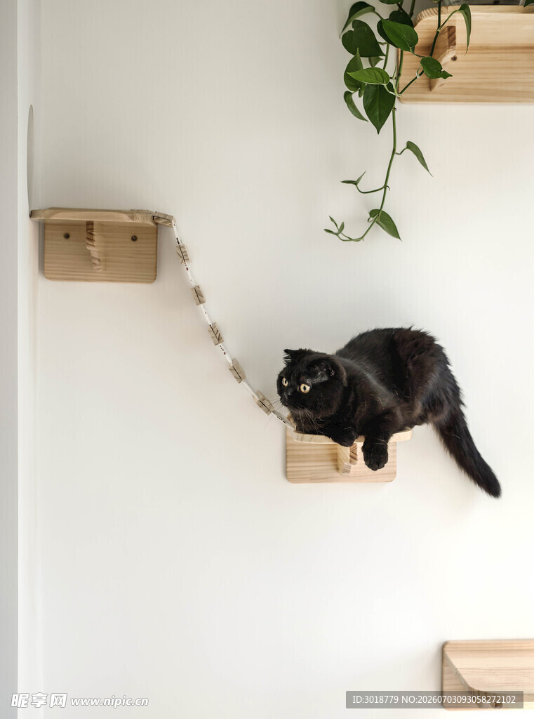 黑猫在简约风楼梯上行走