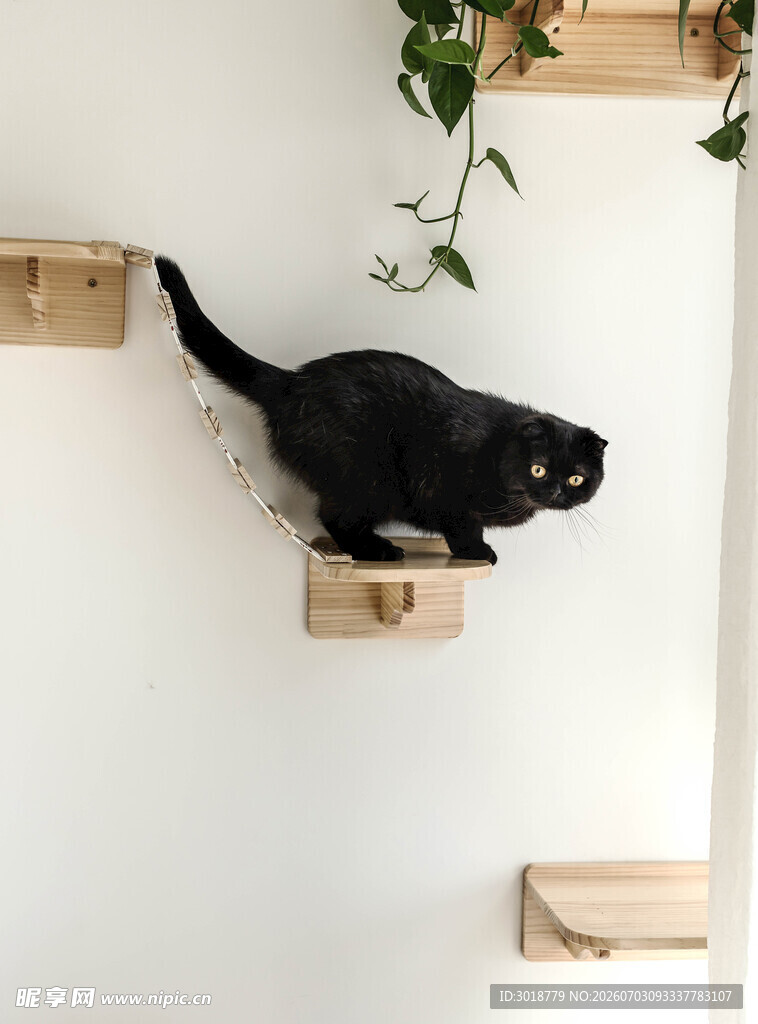 黑猫在墙上木质架上行走