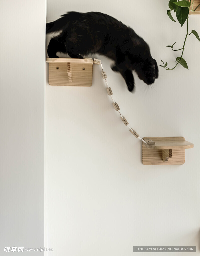 猫咪在墙上木架间玩耍