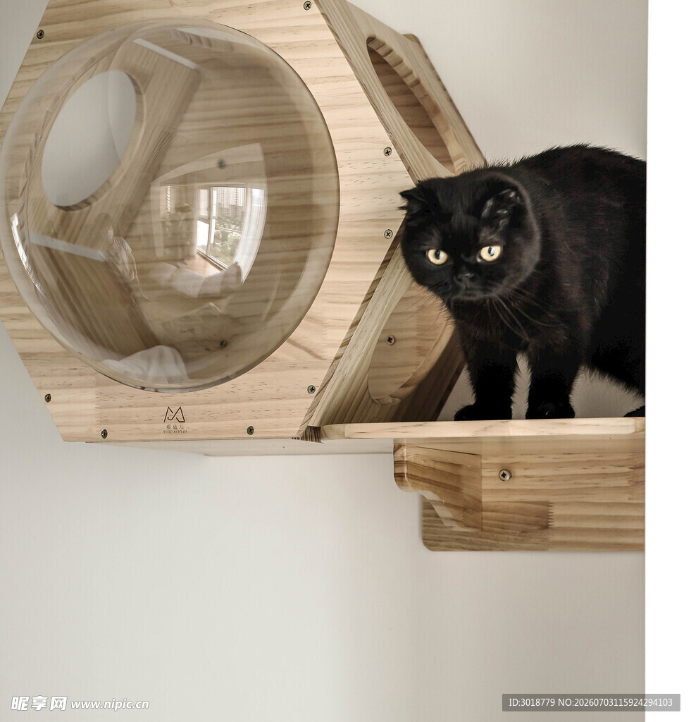 黑猫在别致猫窝中