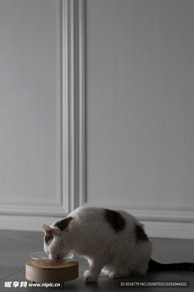 猫咪低头享用碗中食物