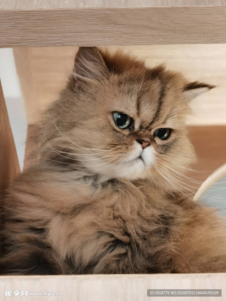 可爱长毛猫慵懒姿态