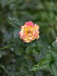 多彩月季花绽放