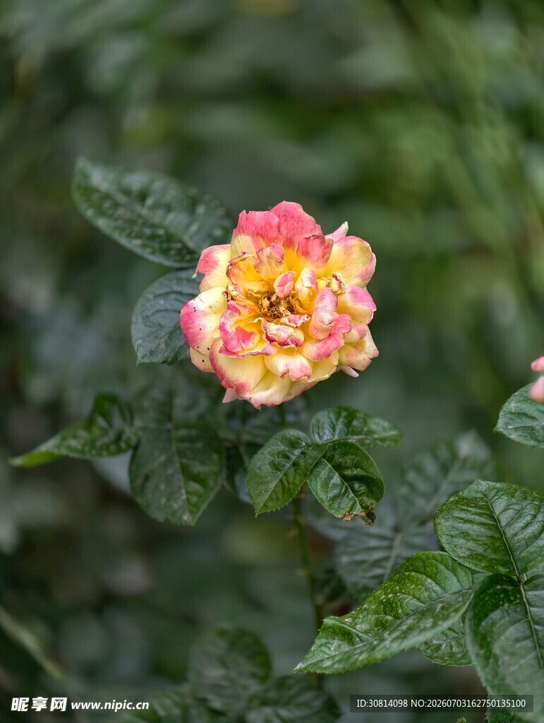 多彩月季花绽放