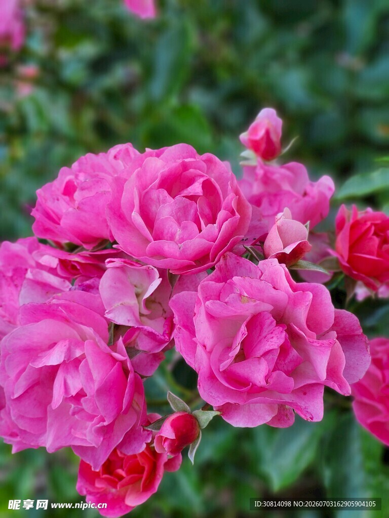 娇艳粉色月季花绽放