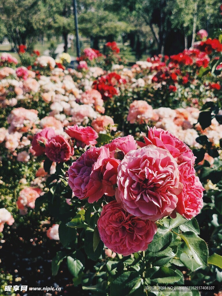绽放玫红花卉