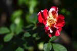 娇艳双色月季花