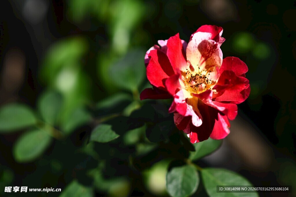 娇艳双色月季花