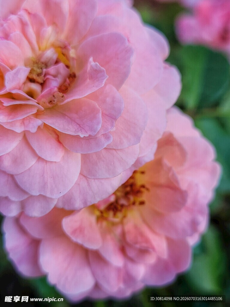 娇艳粉色月季花绽放
