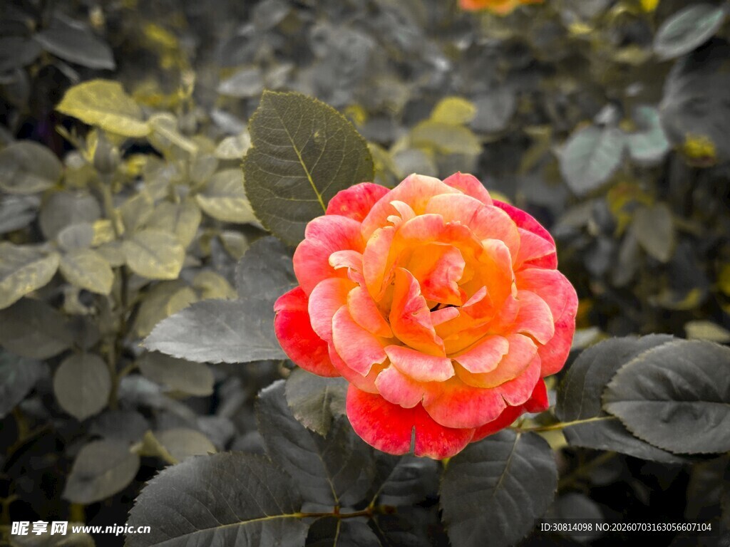 娇艳双色月季花绽放