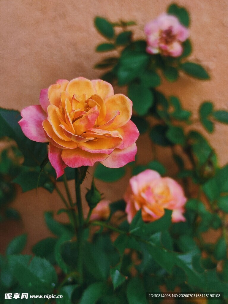 多彩玫瑰绽放
