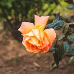 橙黄娇艳月季花