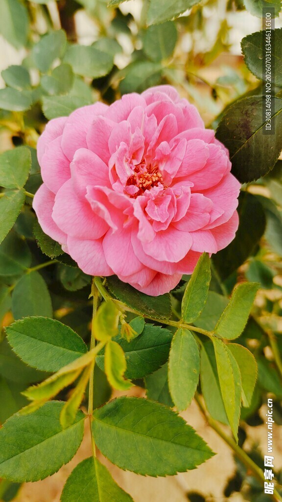 娇艳粉色月季花绽放