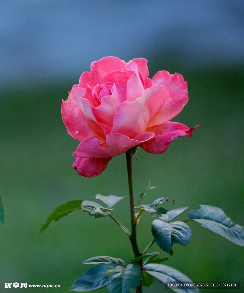 娇艳粉色月季花