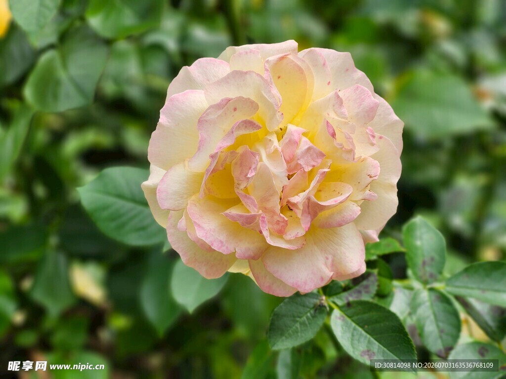 淡粉色月季花特写