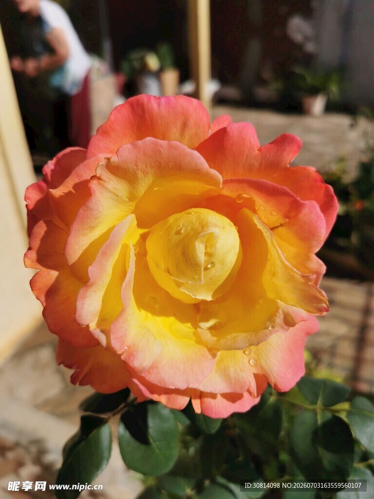 双色玫瑰绽放