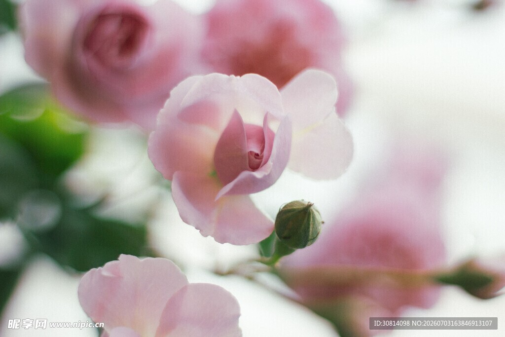 植物花朵