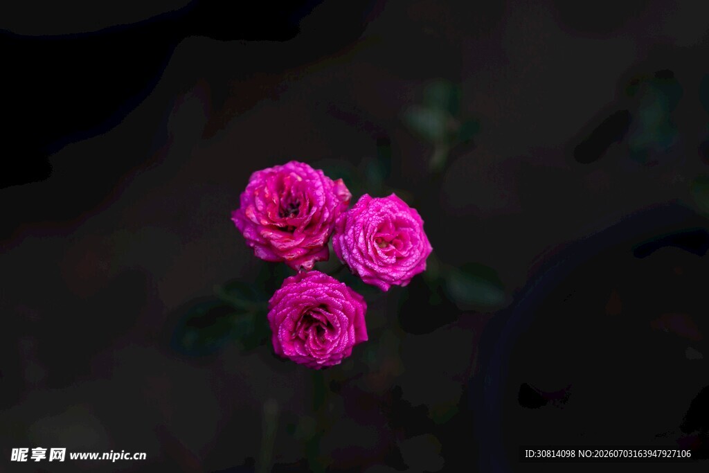 植物花朵