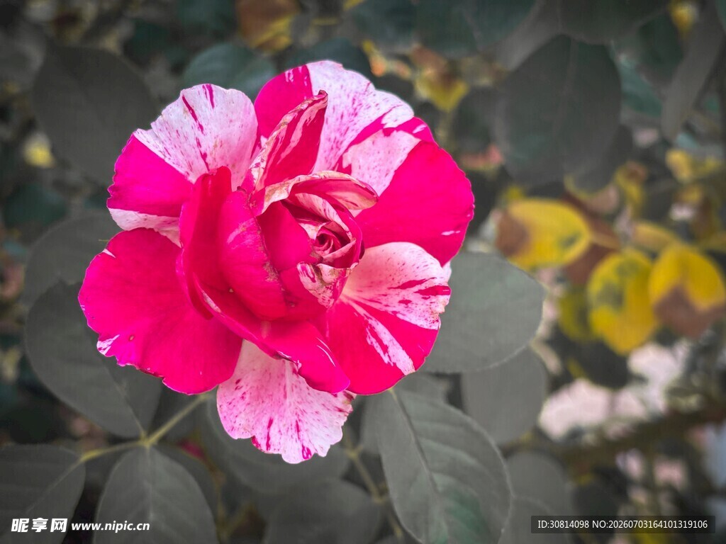 娇艳双色月季花