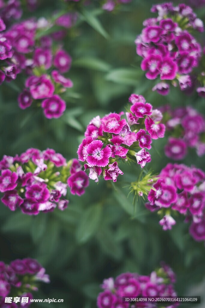 植物花朵