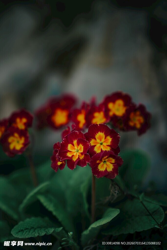 植物花朵