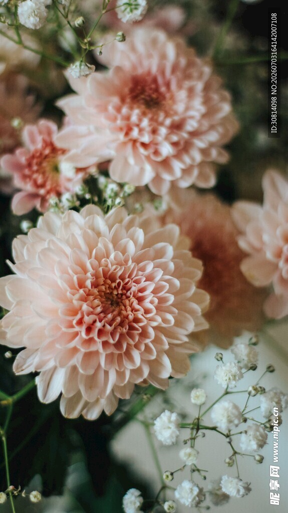 柔美粉色菊花与白色小花
